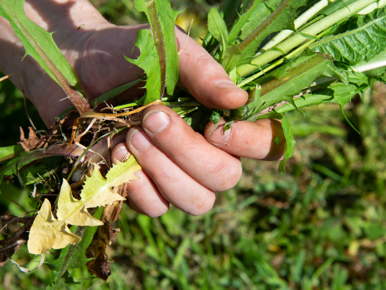 Eine Hand hält frisch gepflückte Kräuter und Unkraut mit Wurzeln.