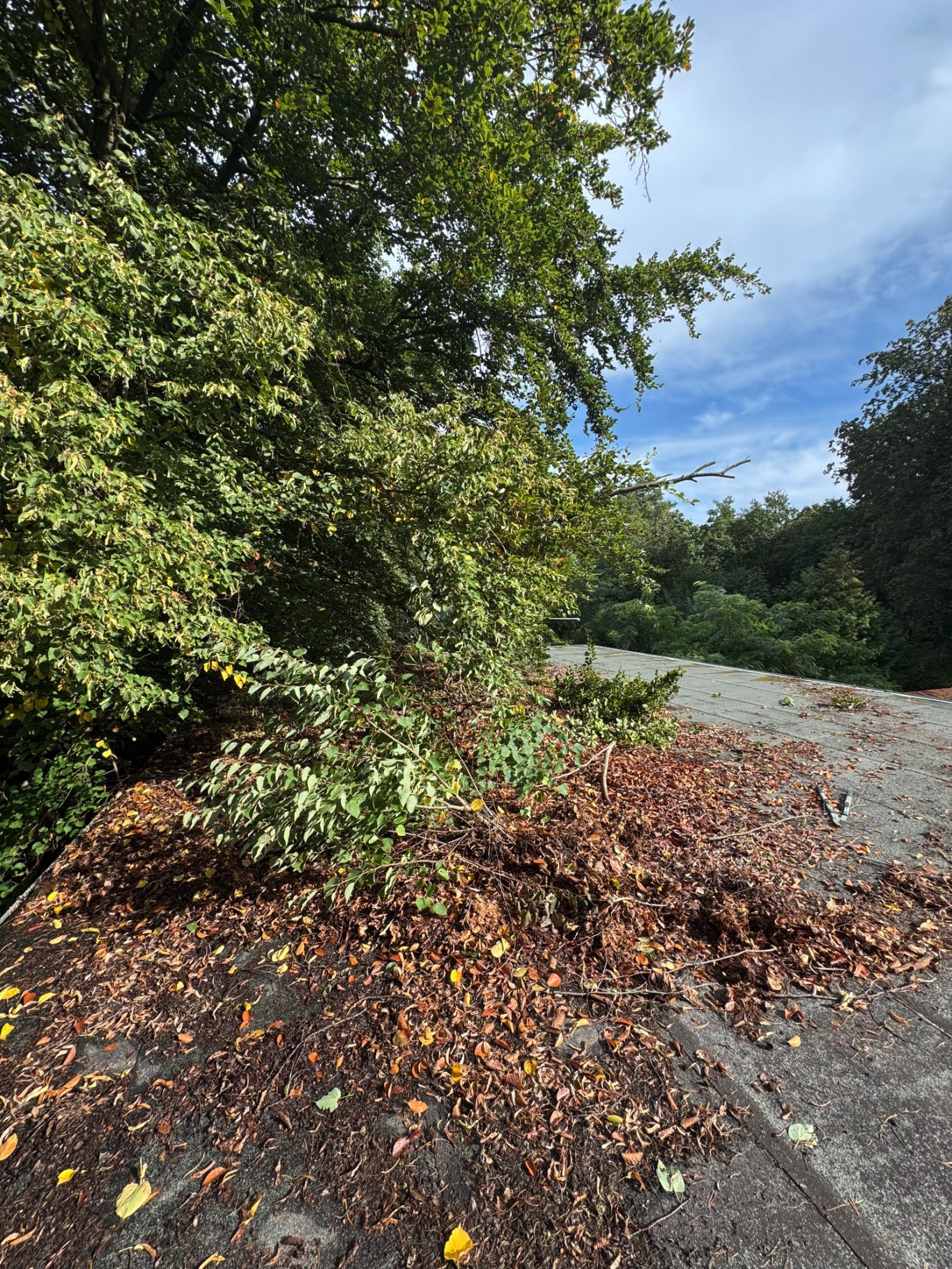 Vorher: Extreme Last durch Äste, Laub und Feuchtigkeit. Gefahr für die Dachkonstruktion. Vorher: Extrem bewachsenes Garagendach, schwere Last