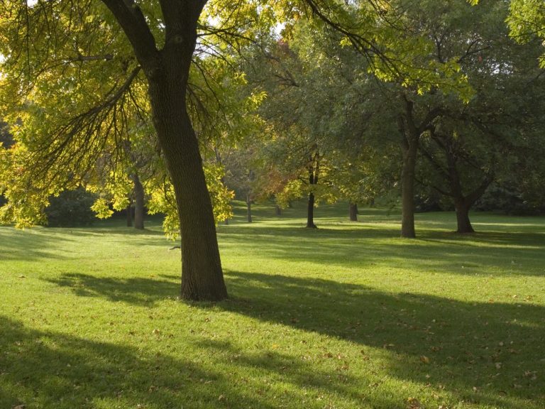 Lichter Baumgarten mit Schatten auf dem grünen Gras.