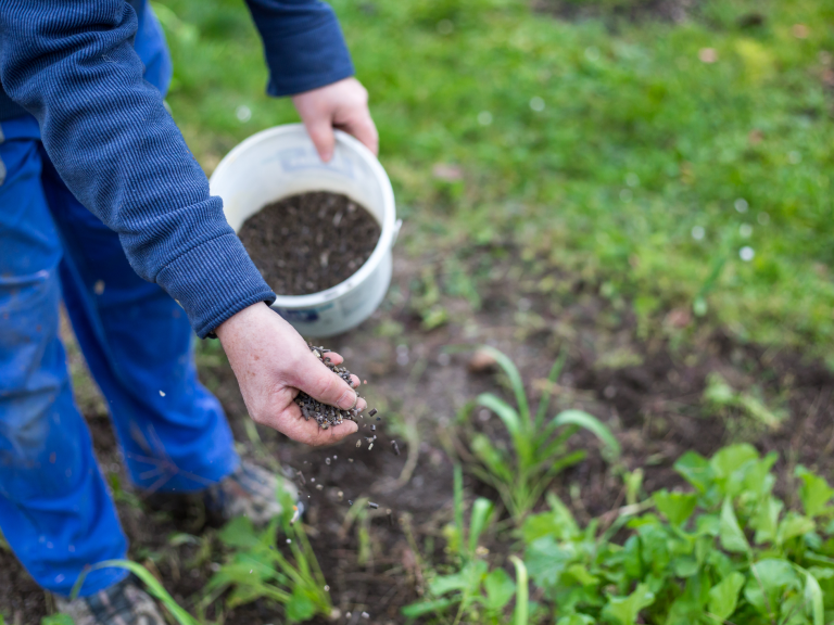 Person streut Dünger auf eine bepflanzte Fläche im Garten.
