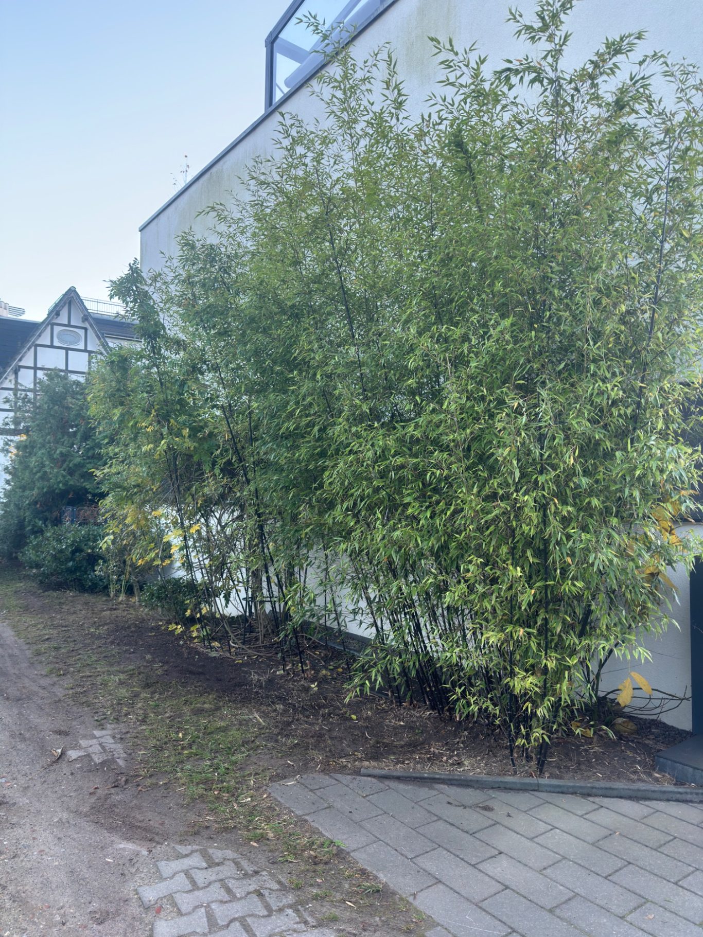Nachher: Fachgerechter Gehölz- und Bambusrückschnitt entlang der Fassade Nachher: Fachgerechter Gehölz- und Bambusrückschnitt entlang der Fassade