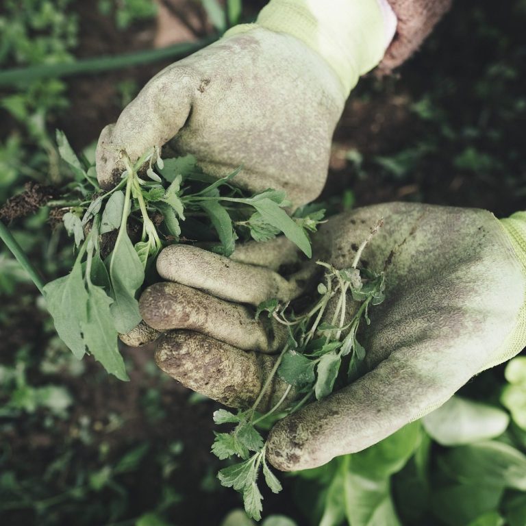 Garten Unkrautentfernung & Beet Pflege